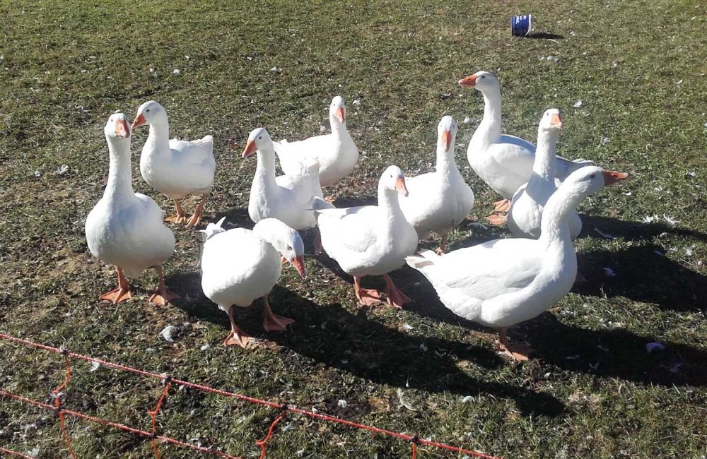 Gänse Fürs Martinigansl